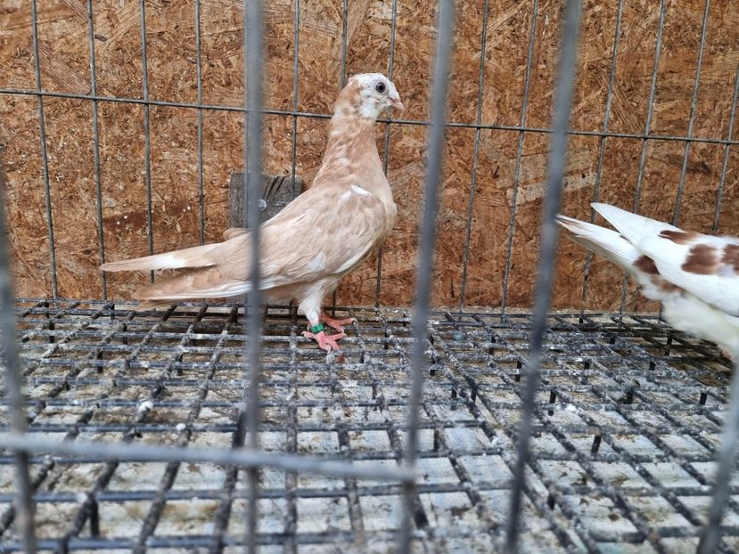  - 8-Jucatorii de Ardeal vechi