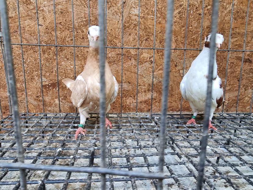  - 8-Jucatorii de Ardeal vechi