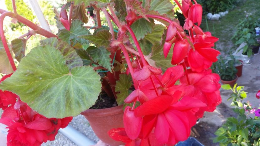 2020-06-27 18.34.40 - Flori si copii blanosi