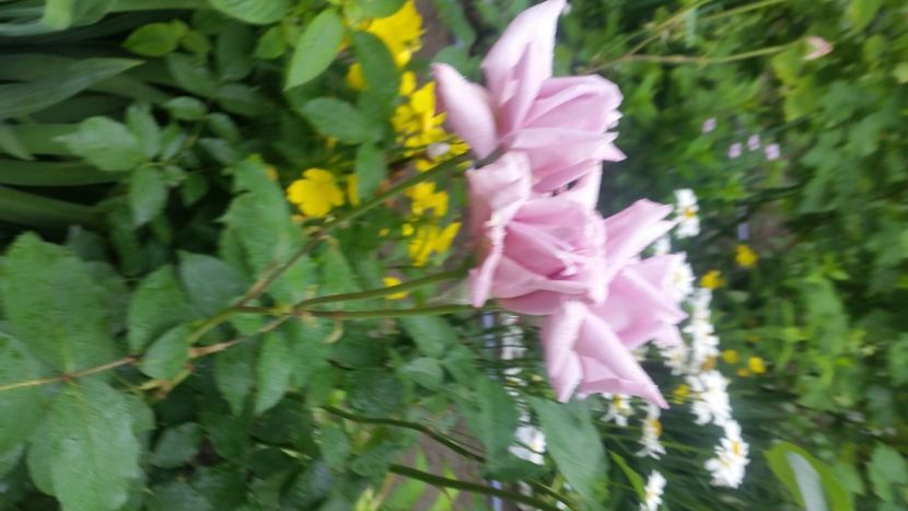 2021-06-20 15.10.06 - Flori si copii blanosi