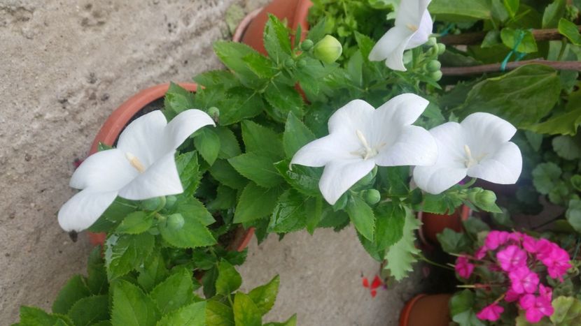 2021-06-20 15.13.51 - Flori si copii blanosi