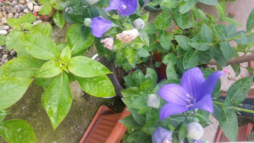 2021-06-20 15.14.03 - Flori si copii blanosi