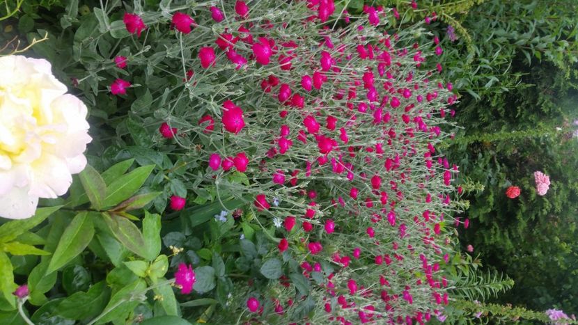 2021-06-20 15.14.38 - Flori si copii blanosi