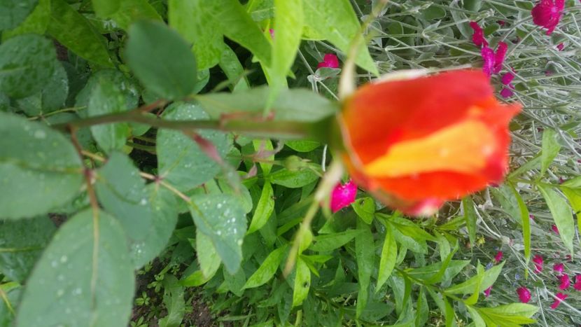 2021-06-20 15.14.59 - Flori si copii blanosi