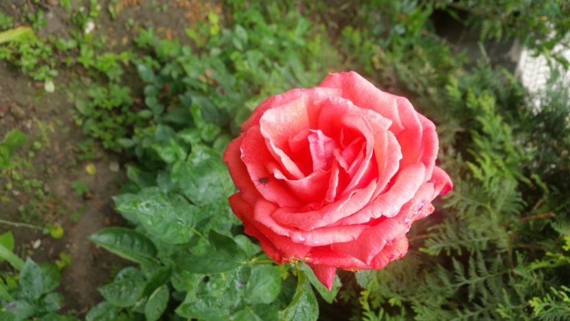 2021-06-20 15.15.52 - Flori si copii blanosi