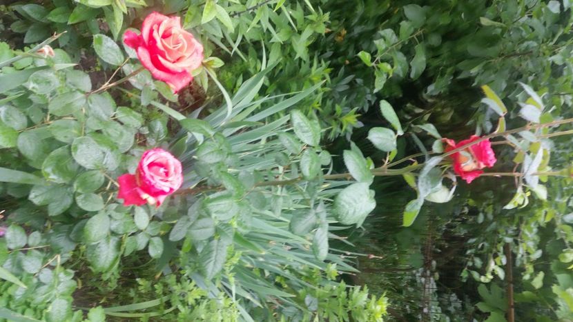 2021-06-20 15.16.41 - Flori si copii blanosi