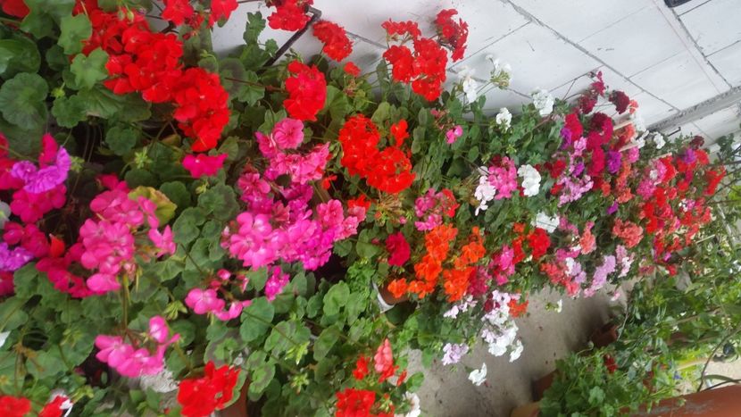 2021-06-20 15.17.08 - Flori si copii blanosi