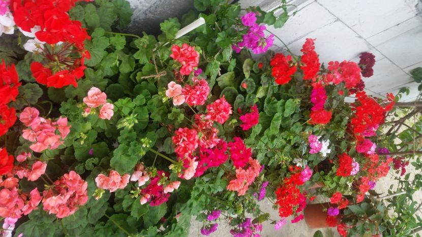 2021-06-20 15.17.23 - Flori si copii blanosi