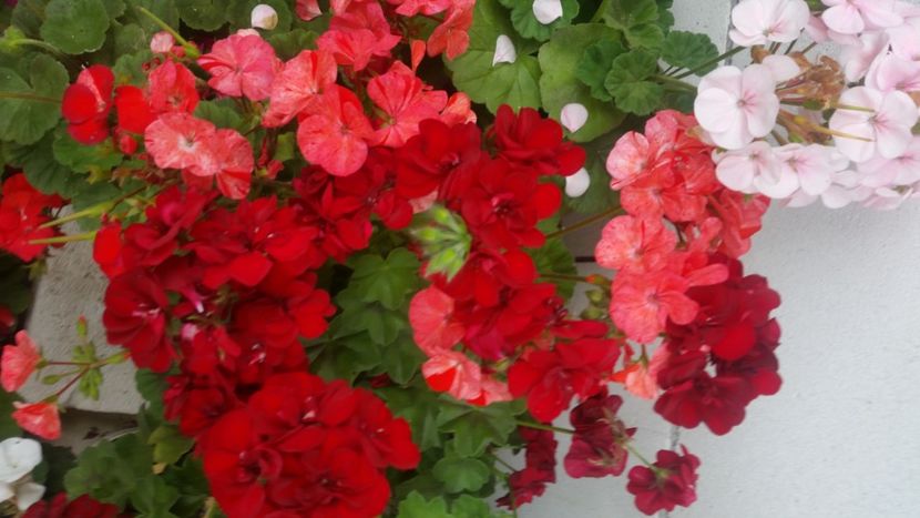 2021-06-20 15.19.01 - Flori si copii blanosi