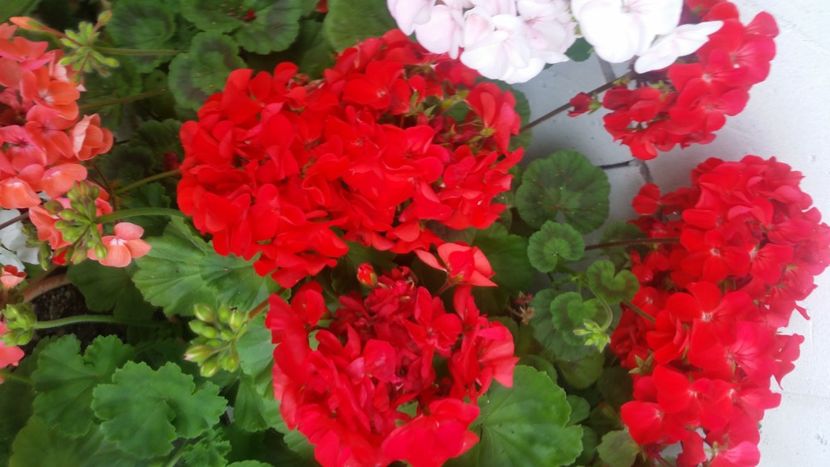 2021-06-20 15.19.12 - Flori si copii blanosi