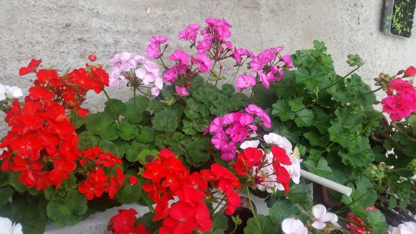 2021-06-20 15.19.36 - Flori si copii blanosi