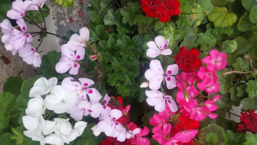 2021-06-20 15.19.50 - Flori si copii blanosi