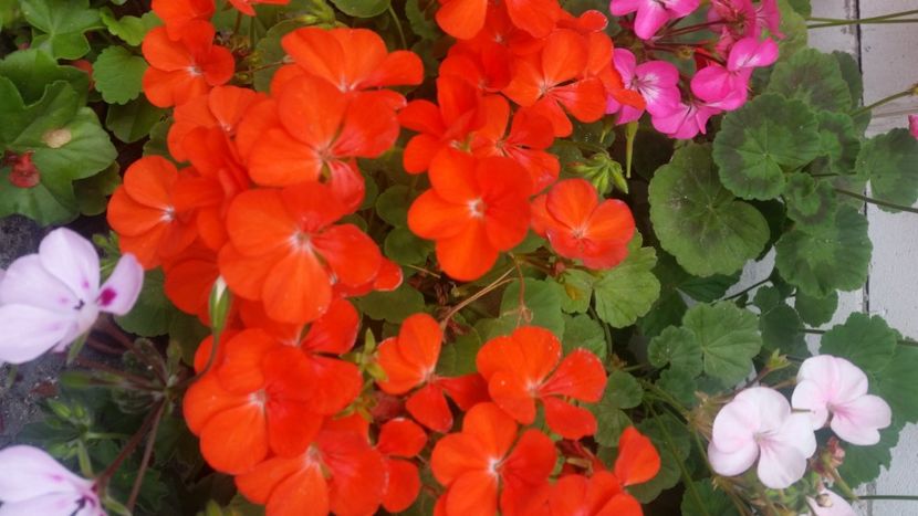 2021-06-20 15.19.58 - Flori si copii blanosi