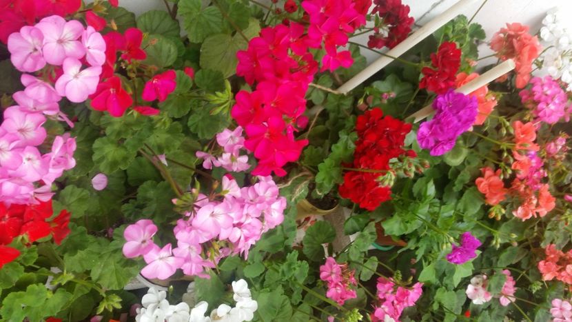 2021-06-20 15.20.10 - Flori si copii blanosi