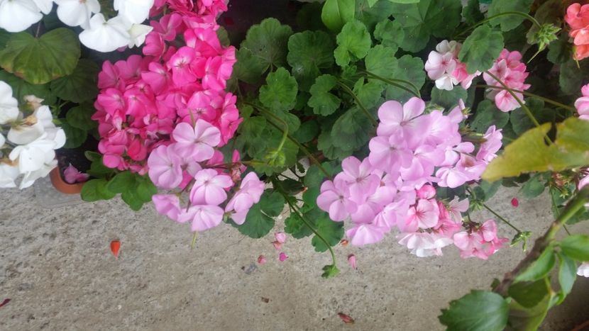 2021-06-20 15.20.18 - Flori si copii blanosi