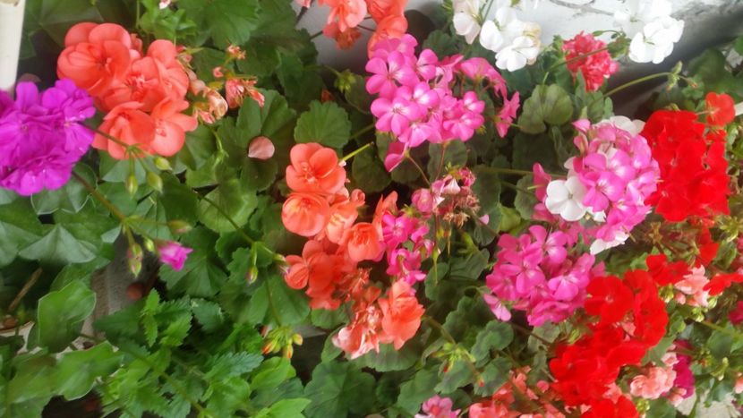 2021-06-20 15.21.14 - Flori si copii blanosi