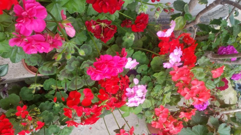 2021-06-20 15.22.52 - Flori si copii blanosi