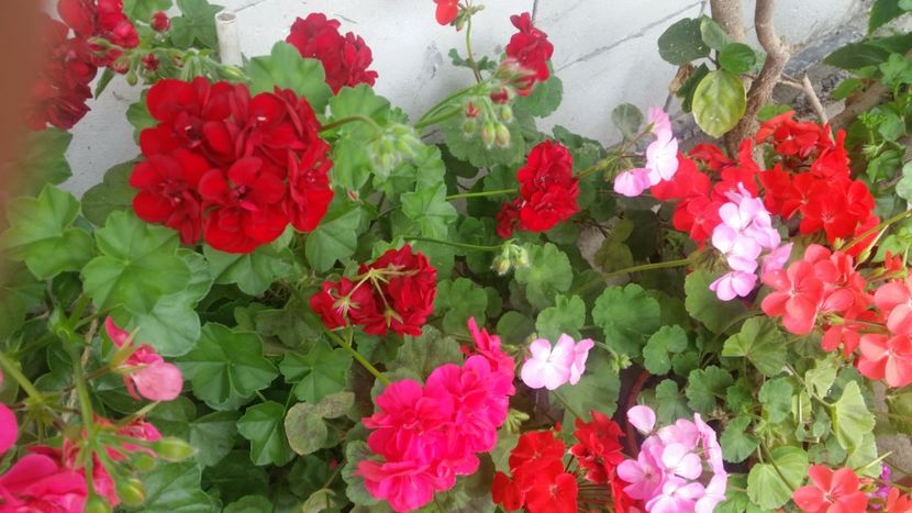 2021-06-20 15.23.34 - Flori si copii blanosi