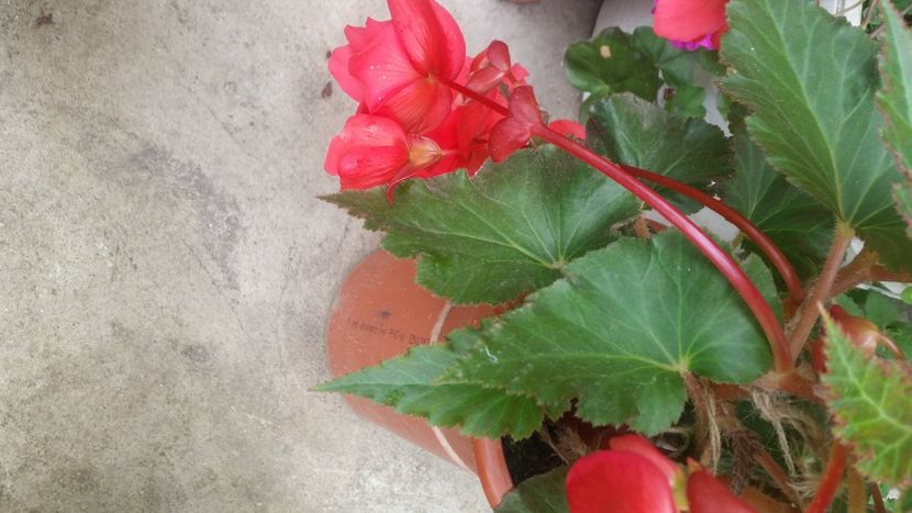 2021-06-20 15.24.25 - Flori si copii blanosi