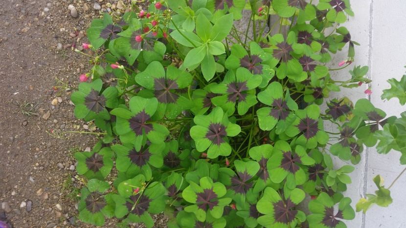 2021-06-20 15.25.34 - Flori si copii blanosi