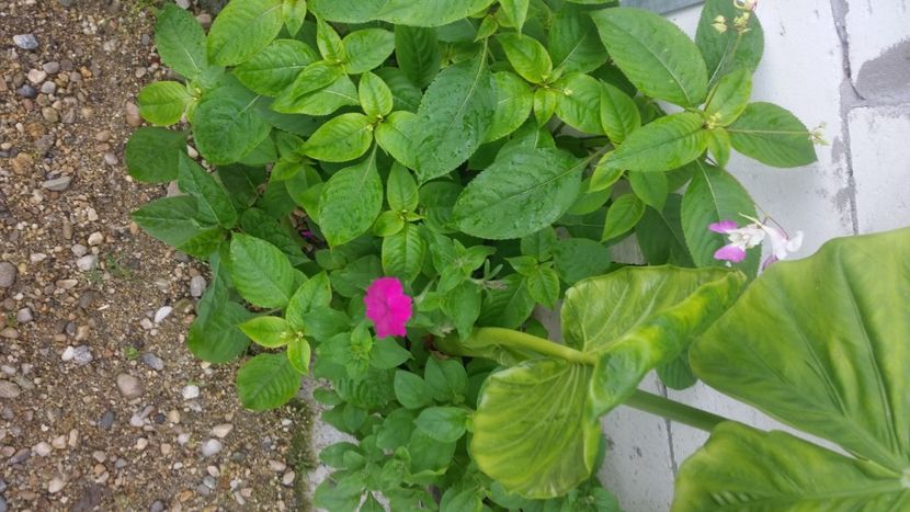 2021-06-20 15.25.46 - Flori si copii blanosi