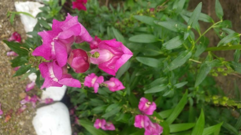 2021-06-20 15.26.29 - Flori si copii blanosi