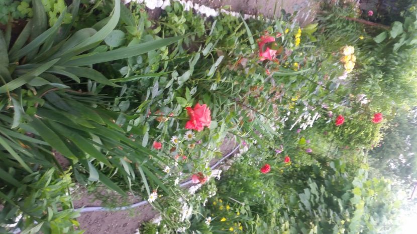 2021-06-20 15.28.55 - Flori si copii blanosi