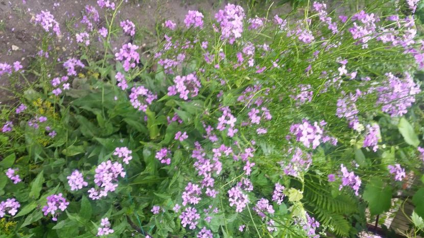 2021-06-20 15.29.43 - Flori si copii blanosi