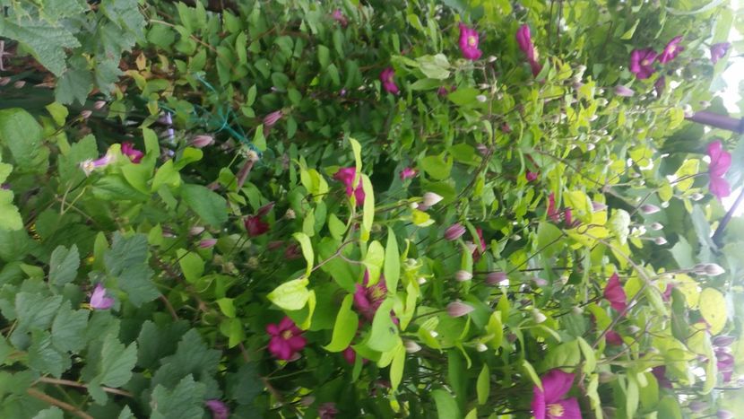 2021-06-20 15.30.04 - Flori si copii blanosi