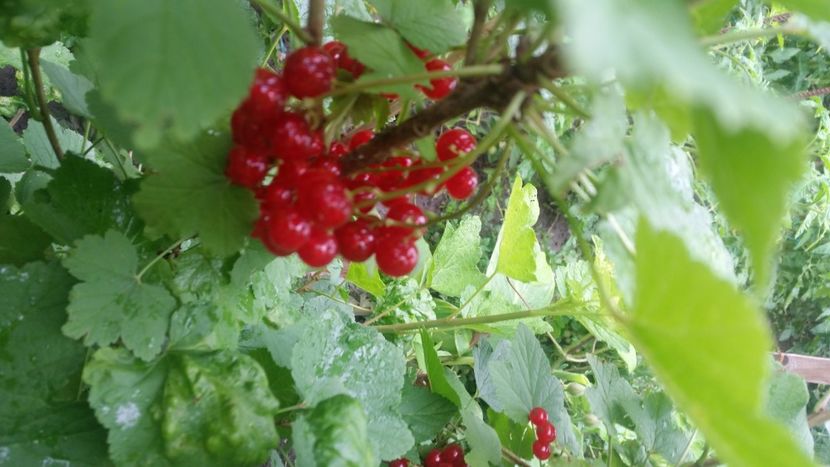 2021-06-20 15.30.15 - Flori si copii blanosi