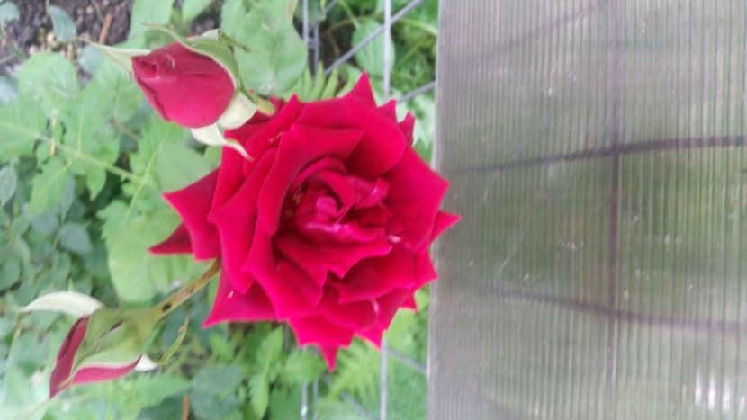 2021-06-20 15.31.50 - Flori si copii blanosi