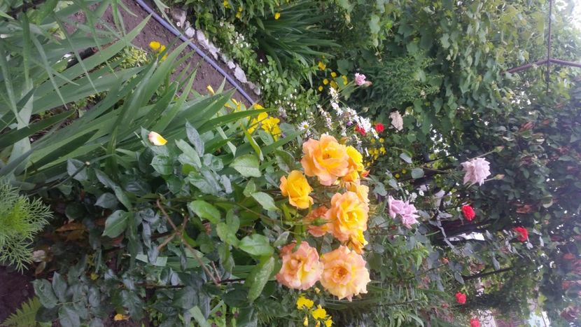 2021-06-20 15.39.31 - Flori si copii blanosi