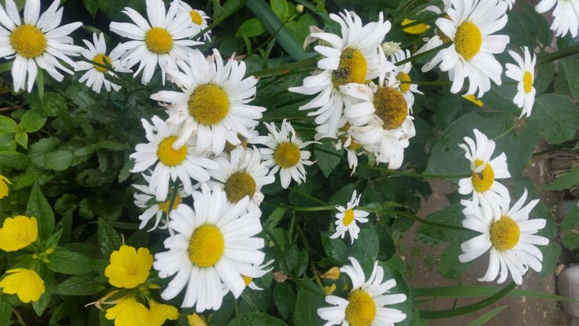 2021-06-20 15.41.52 - Flori si copii blanosi