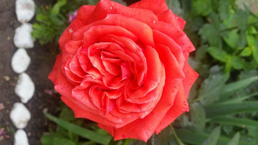 2021-06-20 15.42.03 - Flori si copii blanosi