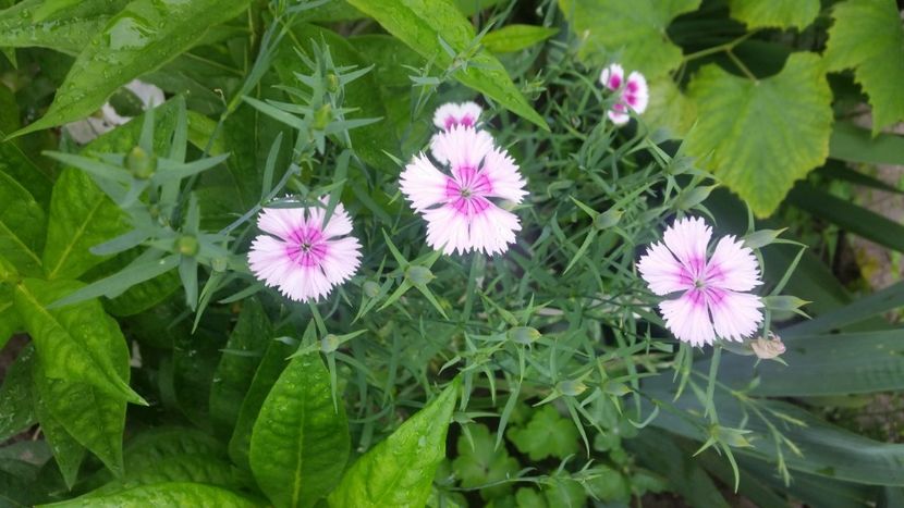 2021-06-20 15.42.17 - Flori si copii blanosi