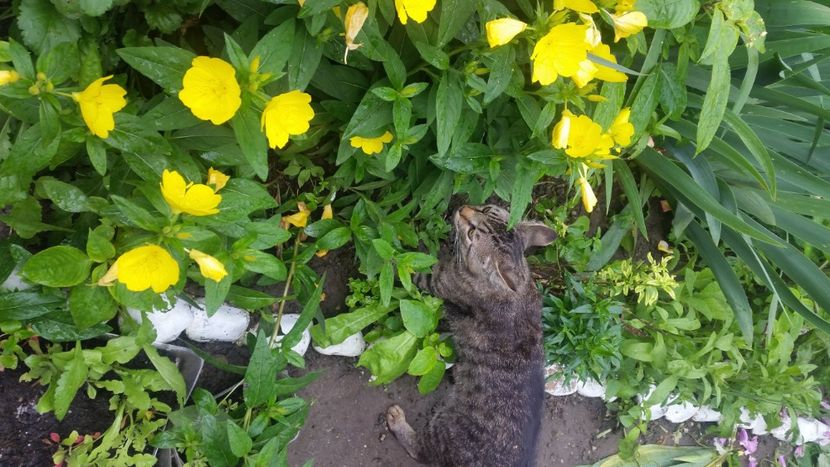 2021-06-20 15.43.26 - Flori si copii blanosi