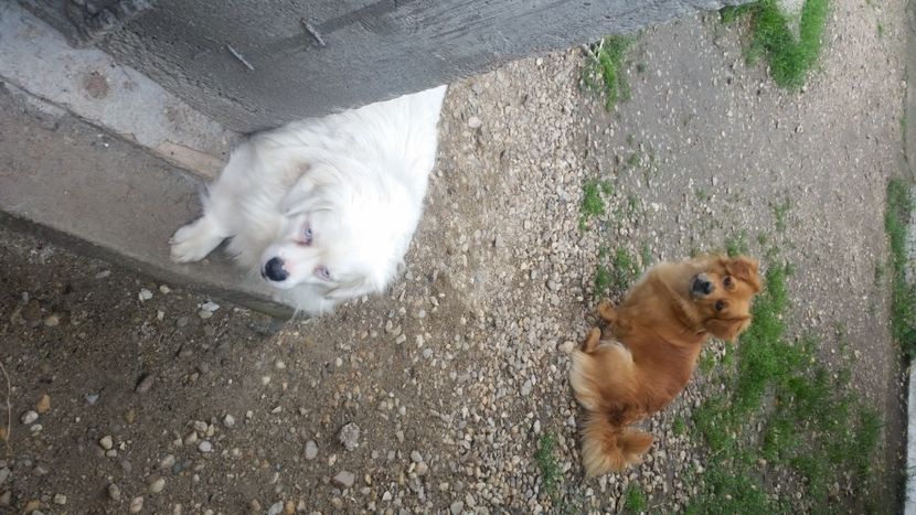 2021-06-20 15.44.32 - Flori si copii blanosi