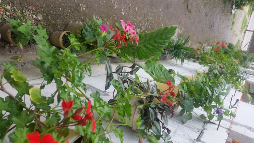 2021-06-20 15.46.17 - Flori si copii blanosi