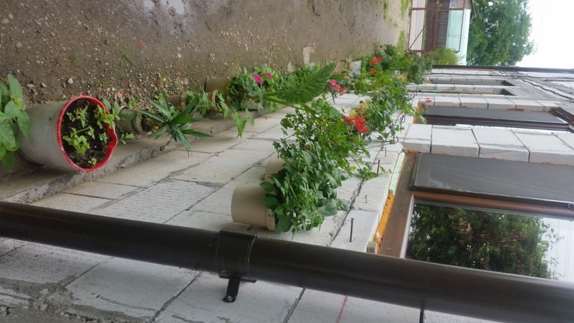 2021-06-20 15.47.21 - Flori si copii blanosi