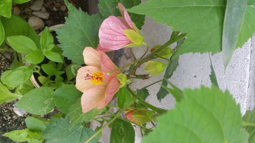 2021-06-20 15.48.33 - Flori si copii blanosi