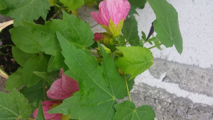 2021-06-20 15.49.03 - Flori si copii blanosi