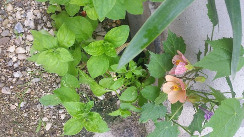 2021-06-20 15.49.25 - Flori si copii blanosi