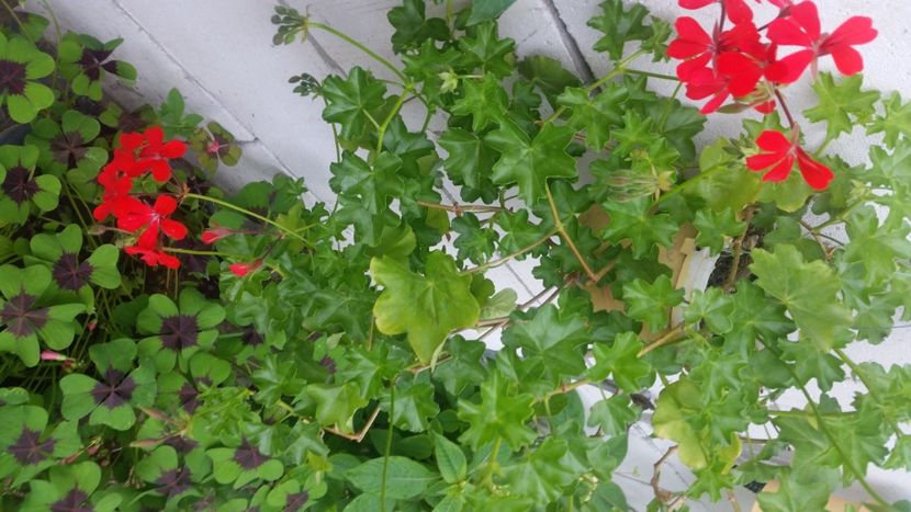 2021-06-20 15.49.48 - Flori si copii blanosi