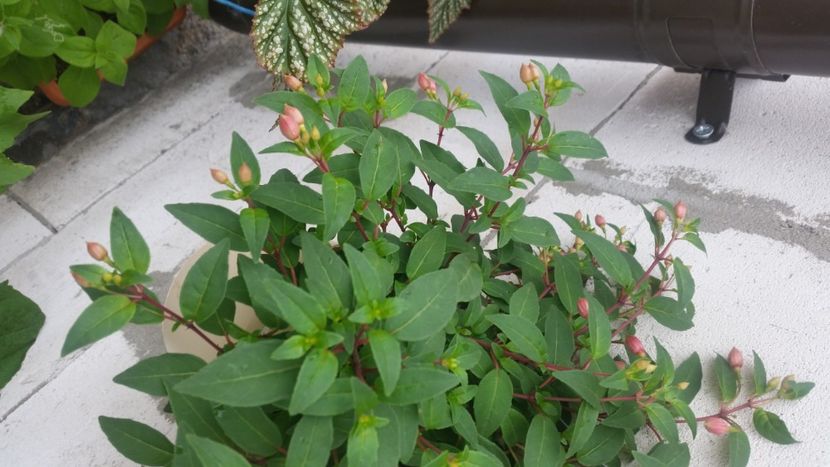 2021-06-20 15.50.41 - Flori si copii blanosi