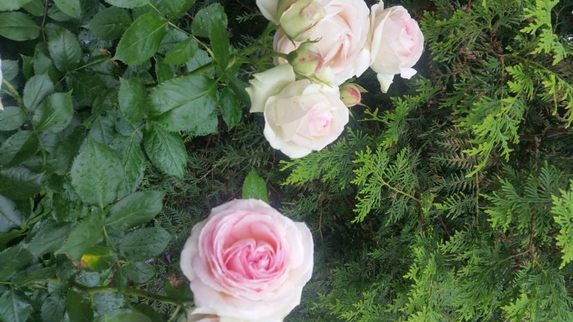 2021-06-20 15.52.00 - Flori si copii blanosi