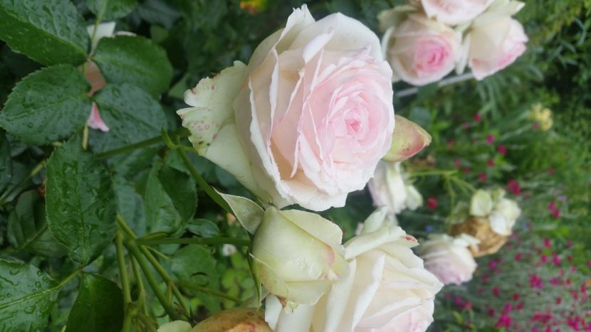 2021-06-20 15.52.13 - Flori si copii blanosi