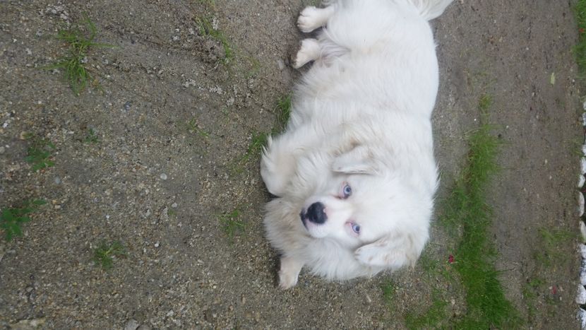 2021-06-20 15.53.35 - Flori si copii blanosi