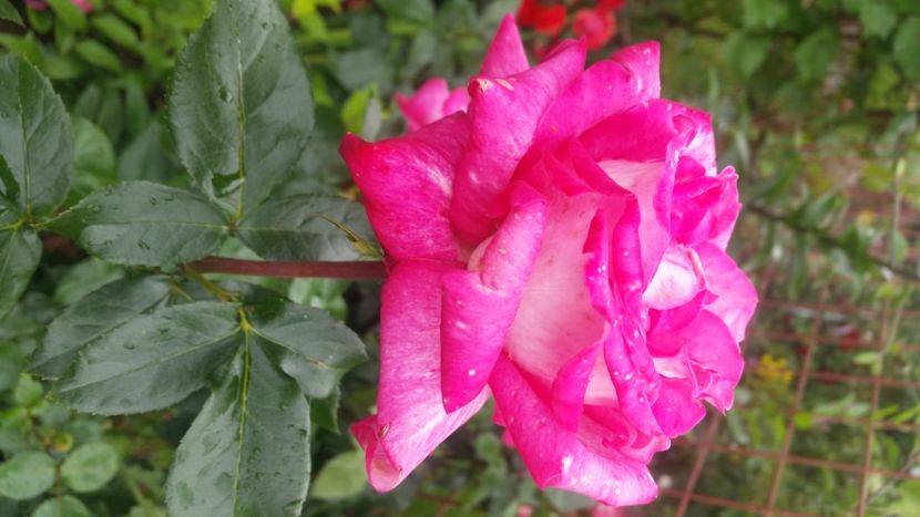 2021-06-20 15.55.30 - Flori si copii blanosi