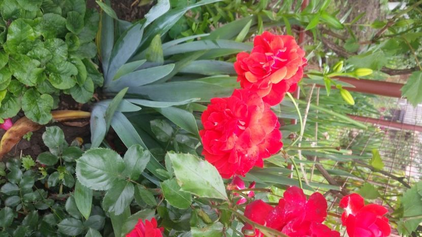 2021-06-20 15.55.57 - Flori si copii blanosi