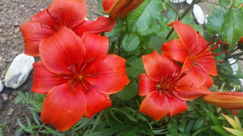 2021-06-20 15.56.25 - Flori si copii blanosi